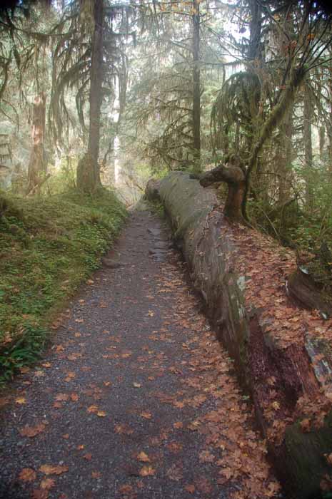 Hoh rain forest